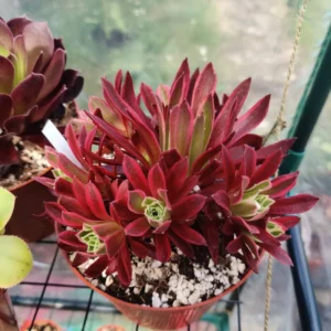 Aeonium Firecracker