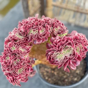 Aeonium Canariense Variegated