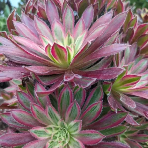 Aeonium Firecracker