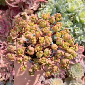 Aeonium Fox
