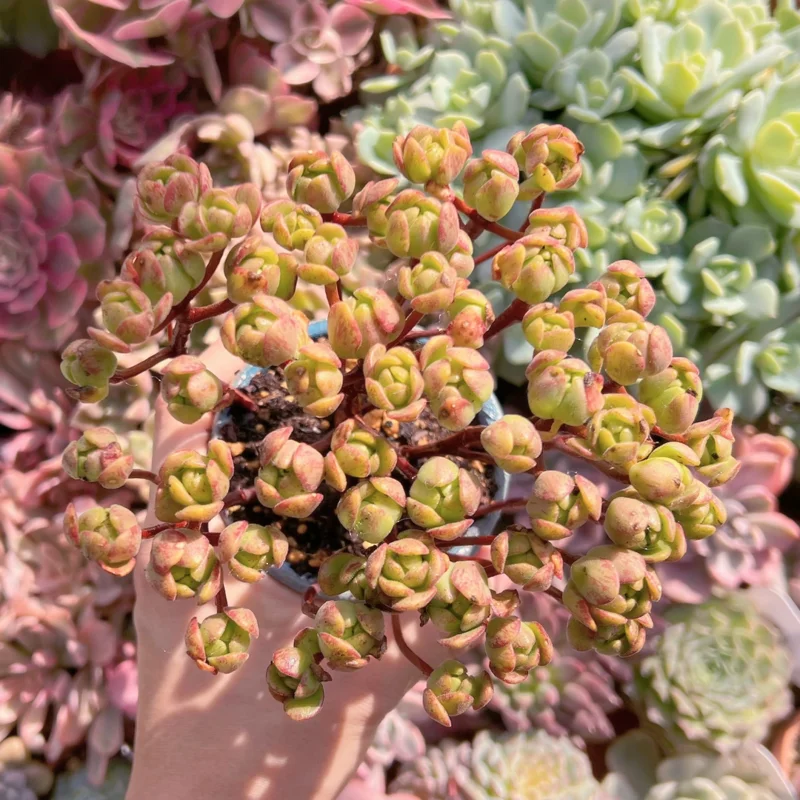 Aeonium Fox