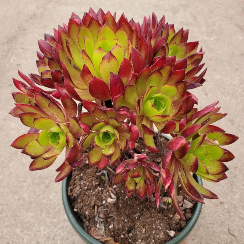 Aeonium Firecracker