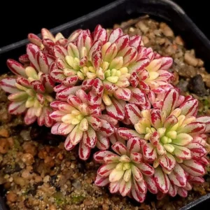 Aeonium Succulent Plant - 3 to 5 Inch Tall- Aeonium Plant Collection, fot Pots, Outdoor Planters