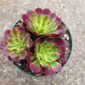 Aeonium Mardi Gras