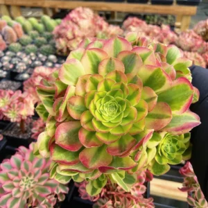 Halloween Variegated