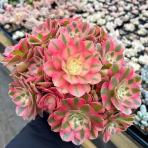 Aeonium Pink Witch