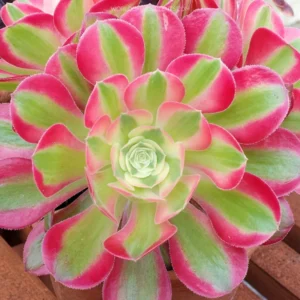 Aeonium Pink Witch