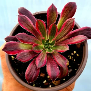 Aeonium Peacock Feather