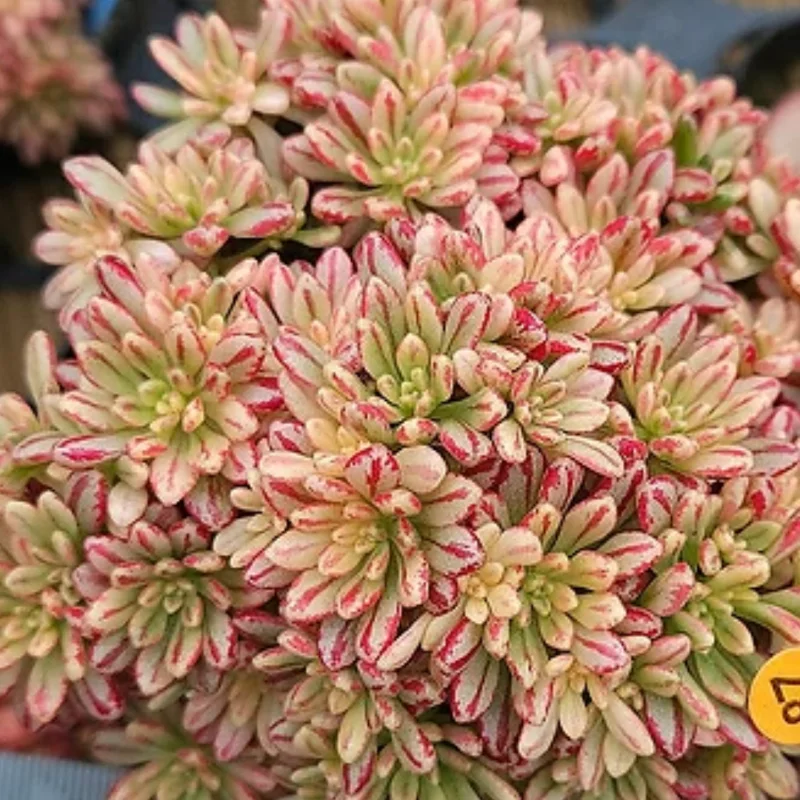 Aeonium Sedifolium