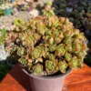 Aeonium Fox