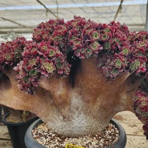 Aeonium Canariense Variegated