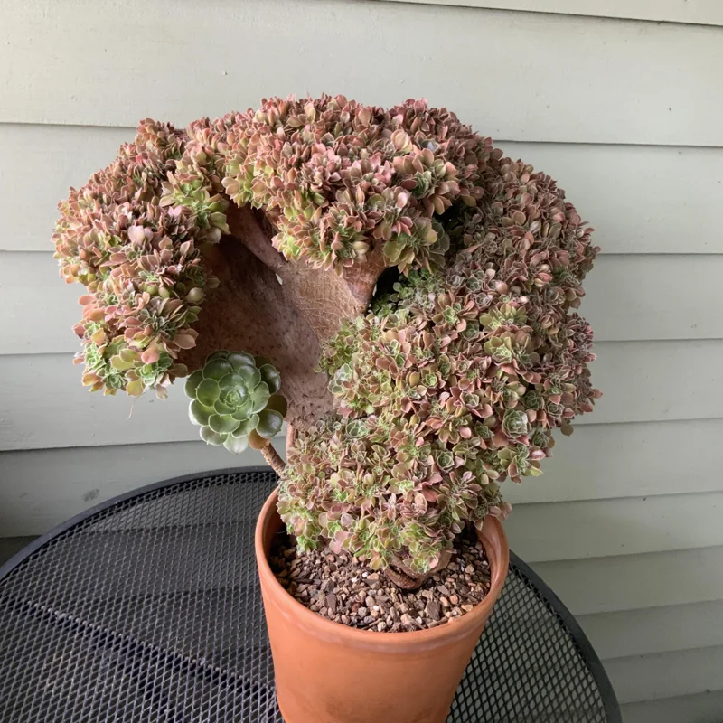 Aeonium Canariense Variegated