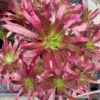 Aeonium Firecracker