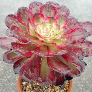 Aeonium Succulent Plant - 3 to 5 Inch Tall- Live Succulent for Houseplant, Easy to Plant -Aeonium Mardi Gras