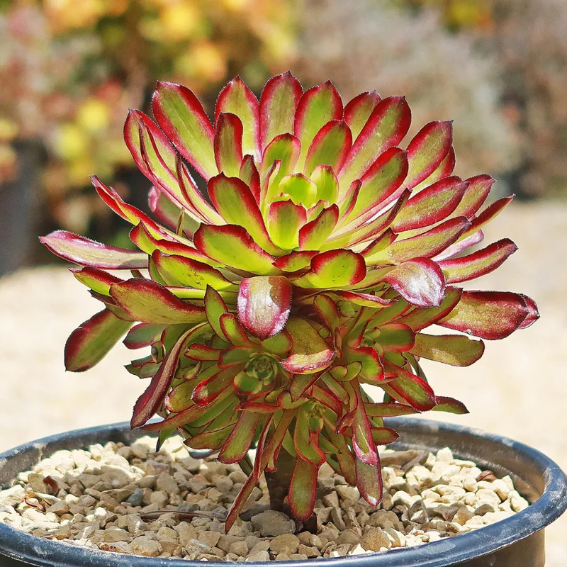 Aeonium Succulent Plant - 3 to 5 Inch Tall- Live Succulent for Houseplant, Easy to Plant -Aeonium Mardi Gras