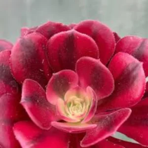 Aeonium Succulent Plant - 3 to 5 Inch Tall- Live Succulent for Houseplant, Easy to Plant -Aeonium Medusa