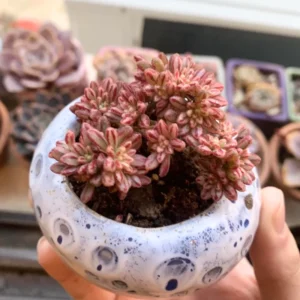 Aeonium Succulent Plant - 3 to 5 Inch Tall- Live Succulent for Houseplant, Easy to Plant - Aeonium Sedifolium