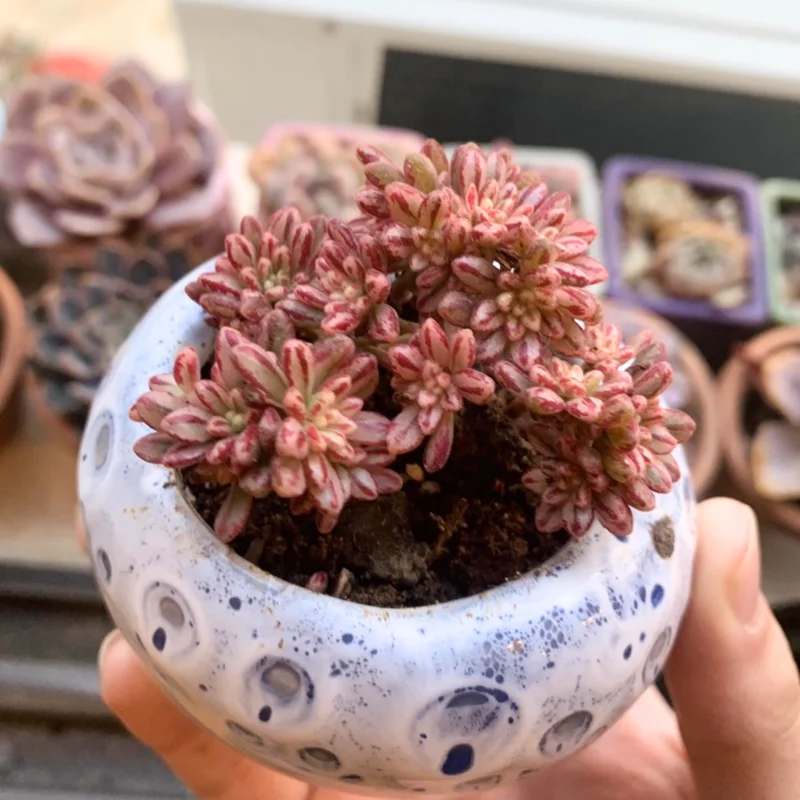 Aeonium Succulent Plant - 3 to 5 Inch Tall- Live Succulent for Houseplant, Easy to Plant - Aeonium Sedifolium