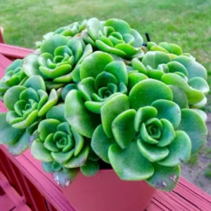Aeonium Succulent Plant - 3 to 5 Inch Tall- Live Succulent for Houseplant, Easy to Plant -Aeonium LilyPad