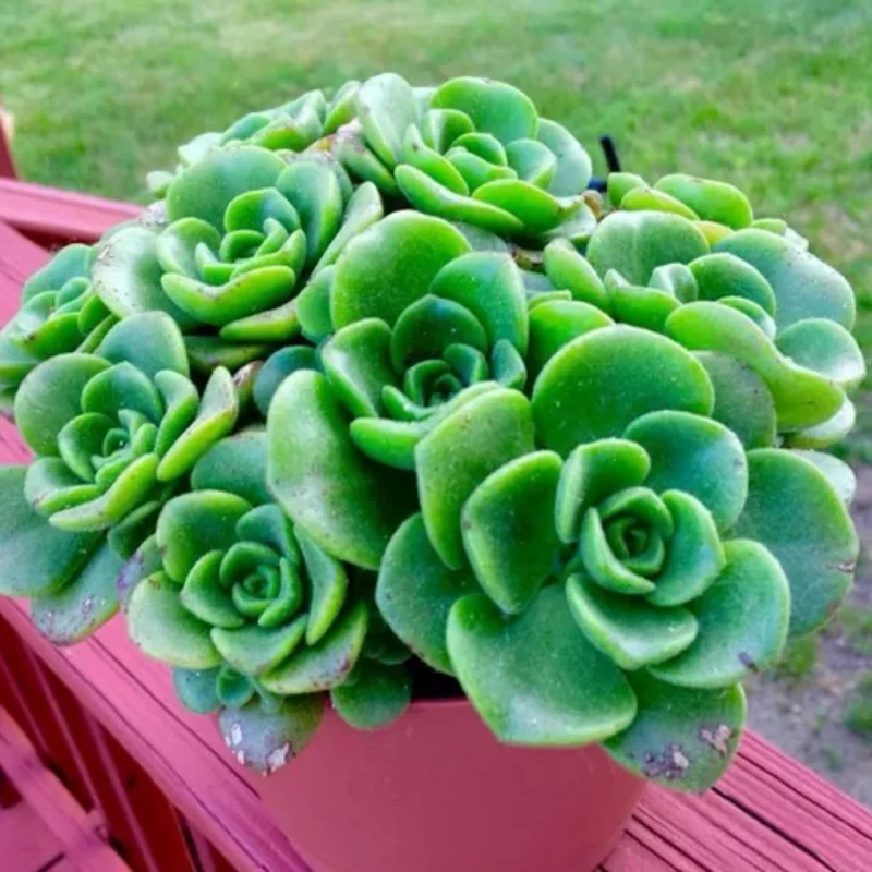 Aeonium Succulent Plant - 3 to 5 Inch Tall- Live Succulent for Houseplant, Easy to Plant -Aeonium LilyPad