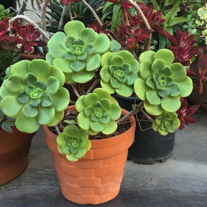 Aeonium Succulent Plant - 3 to 5 Inch Tall- Live Succulent for Houseplant, Easy to Plant -Aeonium LilyPad