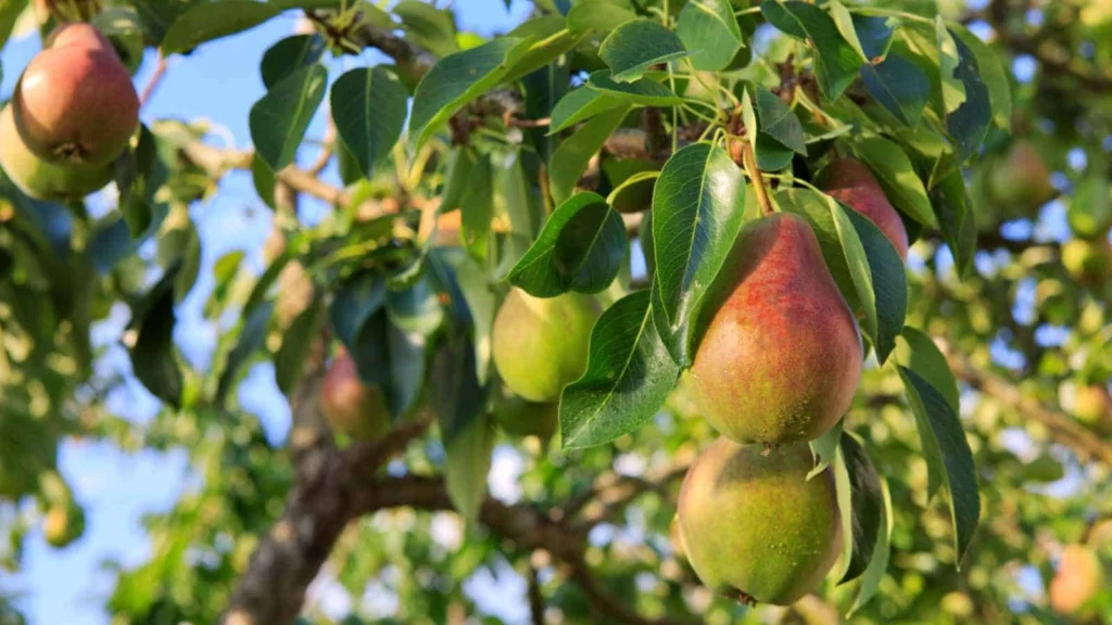 Moonglow Pear Trees Need Companion Trees, Moonglow pear pollination