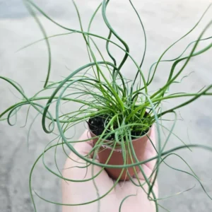 Live Corkscrew Spiralis Plant in 2-Inch Pot - Twisted Grass for Indoor and Outdoor Gardens