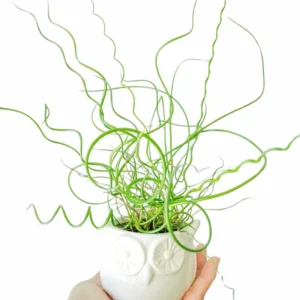 Corkscrew Spiralis Plant Live, Corkscrew Grass Live Plant, Corkscrew Plant In 2 Inch Pot