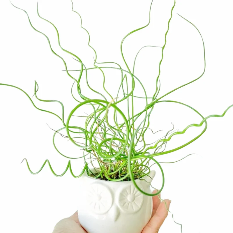 Corkscrew Spiralis Plant Live, Corkscrew Grass Live Plant, Corkscrew Plant In 2 Inch Pot