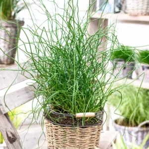 Corkscrew Spiralis Plant Live, Corkscrew Grass Live Plant, Corkscrew Plant In 2 Inch Pot