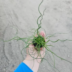 Corkscrew Spiralis Plant Live, Corkscrew Grass Live Plant, Corkscrew Plant In 2 Inch Pot