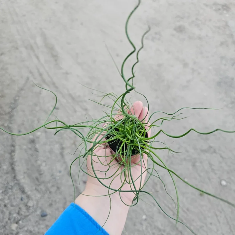 Corkscrew Spiralis Plant Live, Corkscrew Grass Live Plant, Corkscrew Plant In 2 Inch Pot