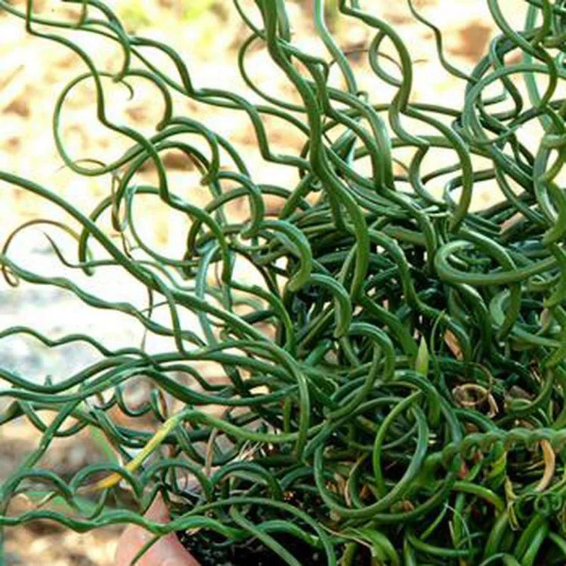 Live Corkscrew Spiralis Plant in 2-Inch Pot - Twisted Grass for Indoor and Outdoor Gardens