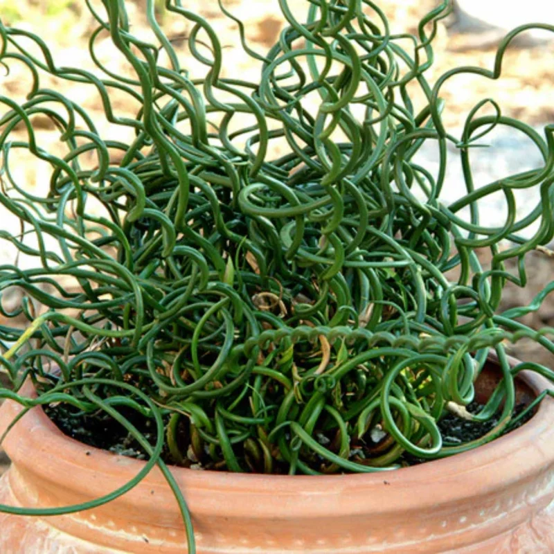Live Corkscrew Spiralis Plant in 2-Inch Pot - Twisted Grass for Indoor and Outdoor Gardens