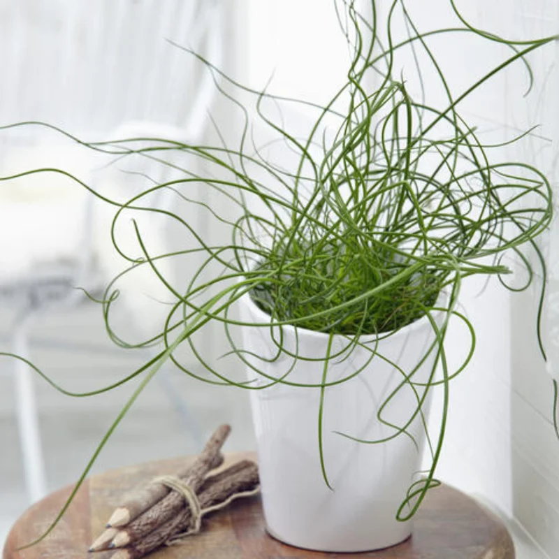 Live Corkscrew Spiralis Plant in 2-Inch Pot - Twisted Grass for Indoor and Outdoor Gardens