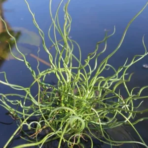 Bundle Of 3 Twisted Corkscrew Plants Live – Vibrant Spiralis Grass Houseplant for Home Garden