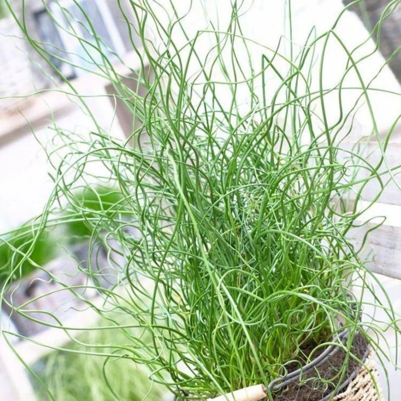 Bundle Of 3 Twisted Corkscrew Plants Live – Vibrant Spiralis Grass Houseplant for Home Garden