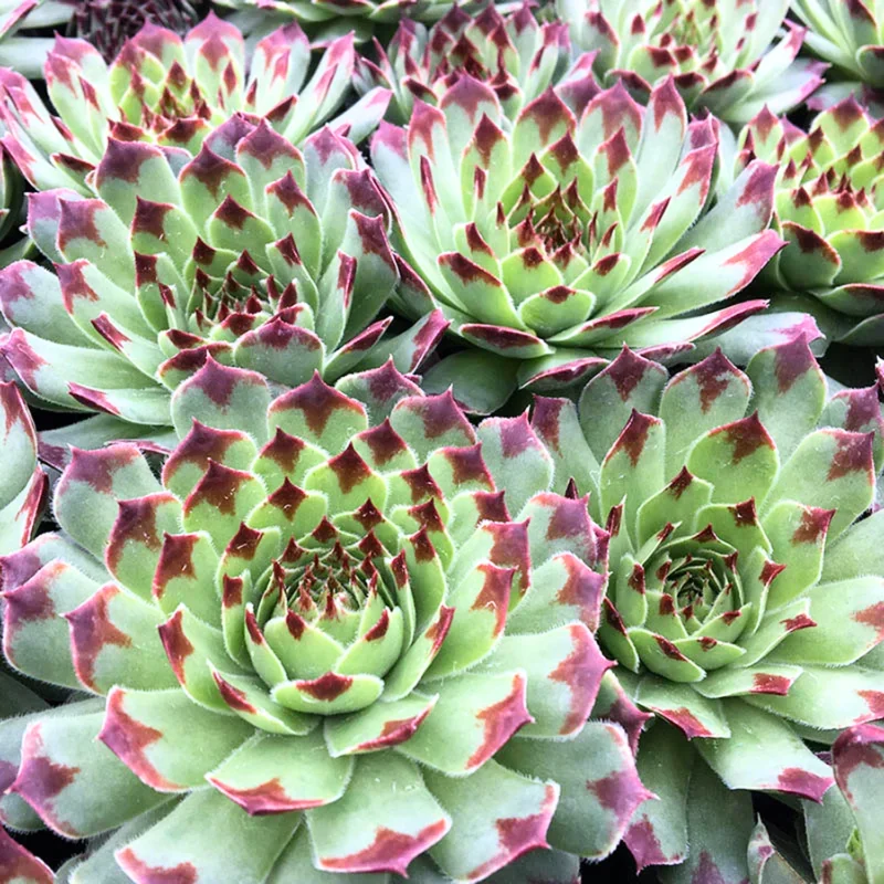 Hens and Chicks Succulent Plant Live, In 4 Inch Pot, Hens and Chicks Live Houseplant For Indoor Home Garden