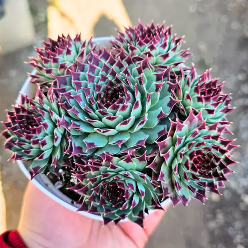Hens and Chicks Succulent Plant Live, In 4 Inch Pot, Hens and Chicks Live Houseplant For Indoor Home Garden