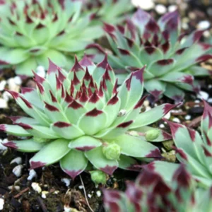 Hens and Chicks Succulent Plant Live, In 4 Inch Pot, Hens and Chicks Live Houseplant For Indoor Home Garden