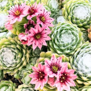 Hens and Chicks Live Succulent Plant in 2-Inch Pot – Live Succulent Houseplant for Indoor and Outdoor Garden