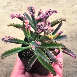 Kalanchoe Pink Butterfly, Variegated Succulent Plant Live, Rare Succulent Houseplant For Decoration, In 2 Inch Pot