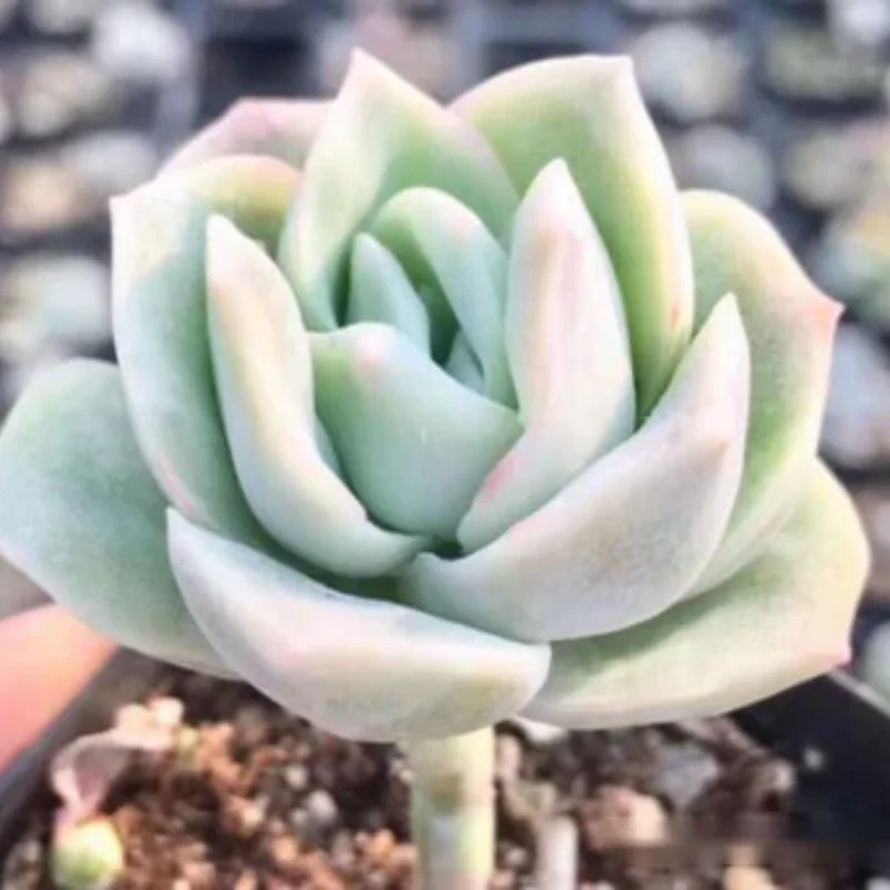 Graptoveria Succulent Plant Live, Rose Succulent Live Plant For Indoor Home Garden, In Pot