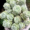 Graptoveria Succulent Plant Live – Rose-Shaped Succulent Houseplant in Pot for Indoor Gardens and Home Decor