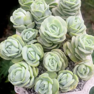 Graptoveria Succulent Plant Live – Rose-Shaped Succulent Houseplant in Pot for Indoor Gardens and Home Decor