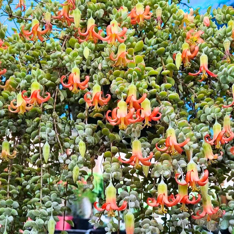 Cotyledon Pendens Succulent Plant Live - Cliff Cotyledon Live Houseplant - Trailing Succulent Vine - In Pot