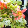 Cotyledon Pendens Succulent Plant Live - Cliff Cotyledon Live Houseplant - Trailing Succulent Vine - In Pot