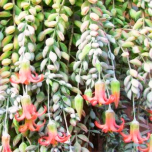 Cotyledon Pendens Trailing Succulent Plant Live, Cliff Cotyledon Houseplant in Pot, Rare Succulent Vine for Home Garden