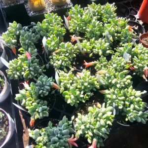 Cotyledon Pendens Trailing Succulent Plant Live, Cliff Cotyledon Houseplant in Pot, Rare Succulent Vine for Home Garden