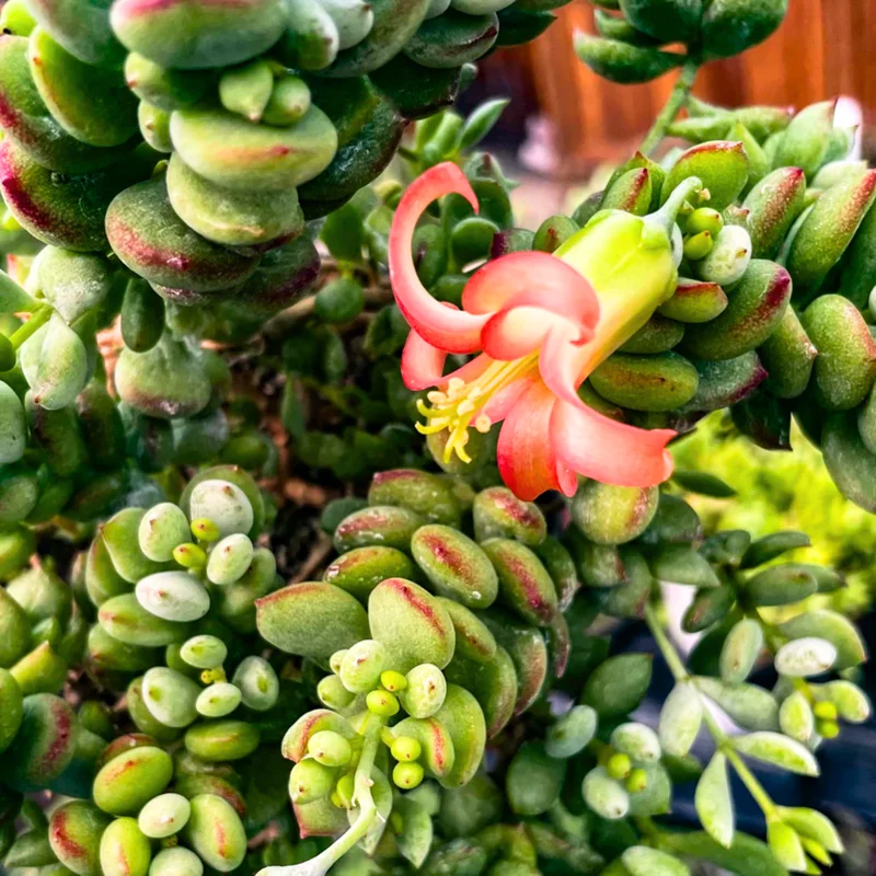 Cotyledon Pendens Trailing Succulent Plant Live, Cliff Cotyledon Houseplant in Pot, Rare Succulent Vine for Home Garden